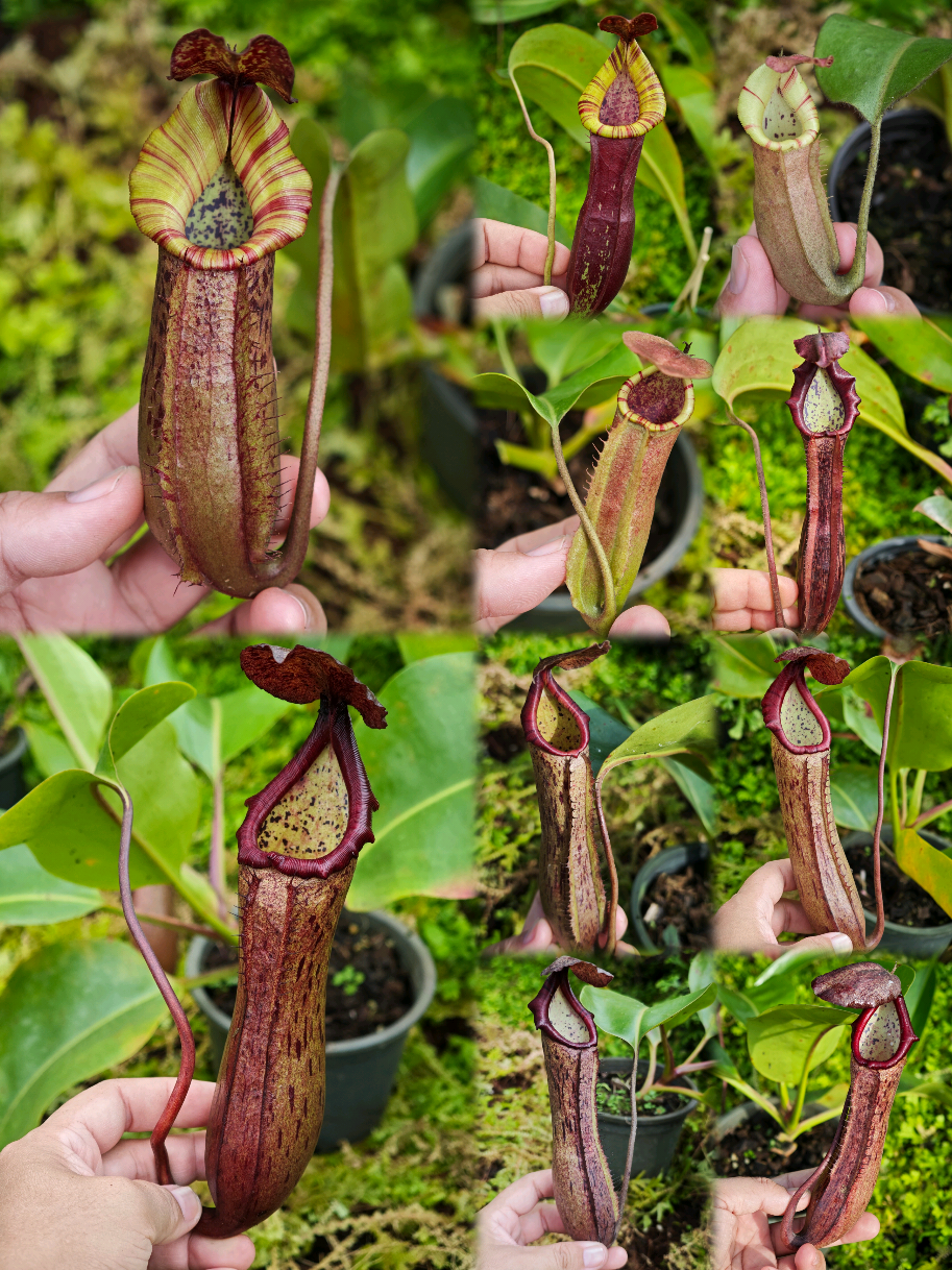 @GSp.Rayong Nepenthes