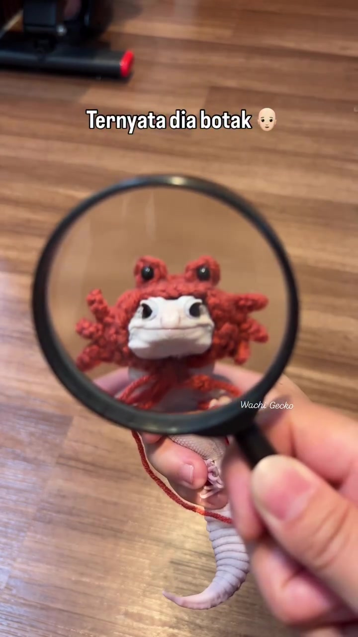 @wachigecko