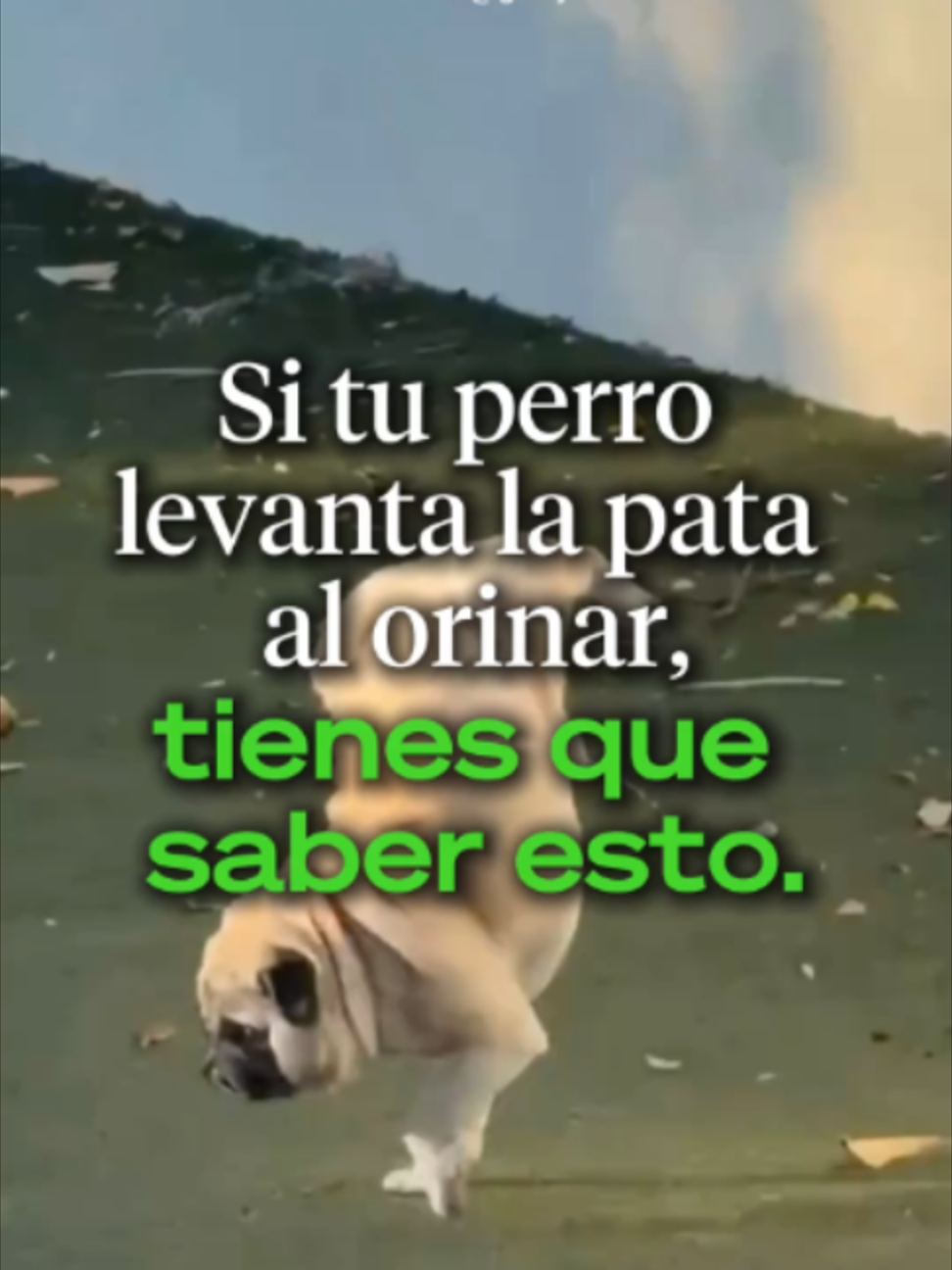 @Ahora Entiendo