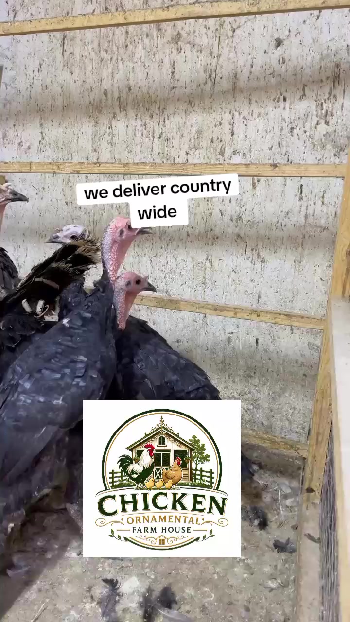 @Chicken ornamental Farm