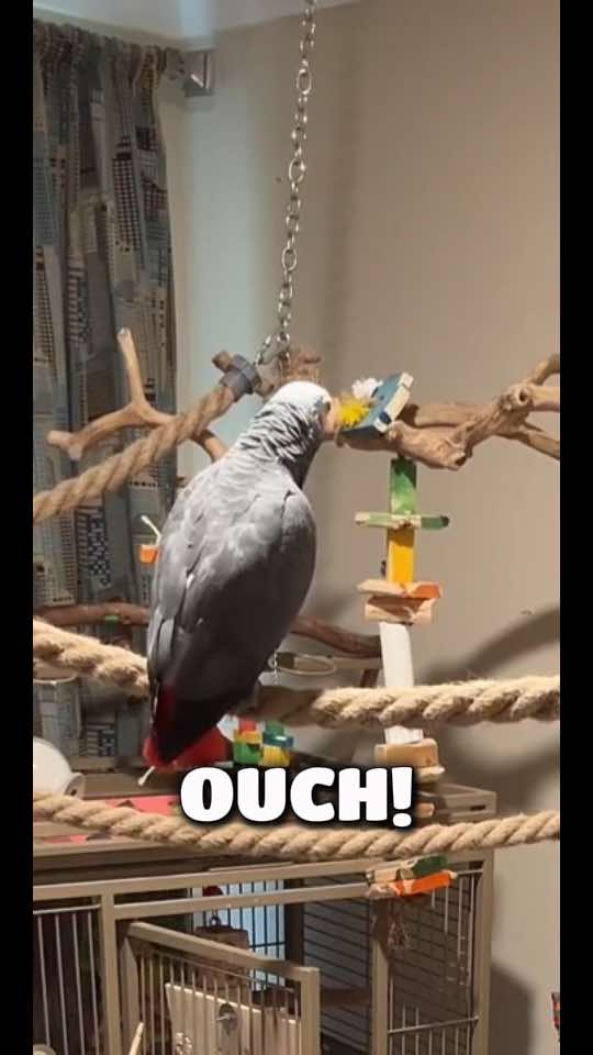 @thehinzoo