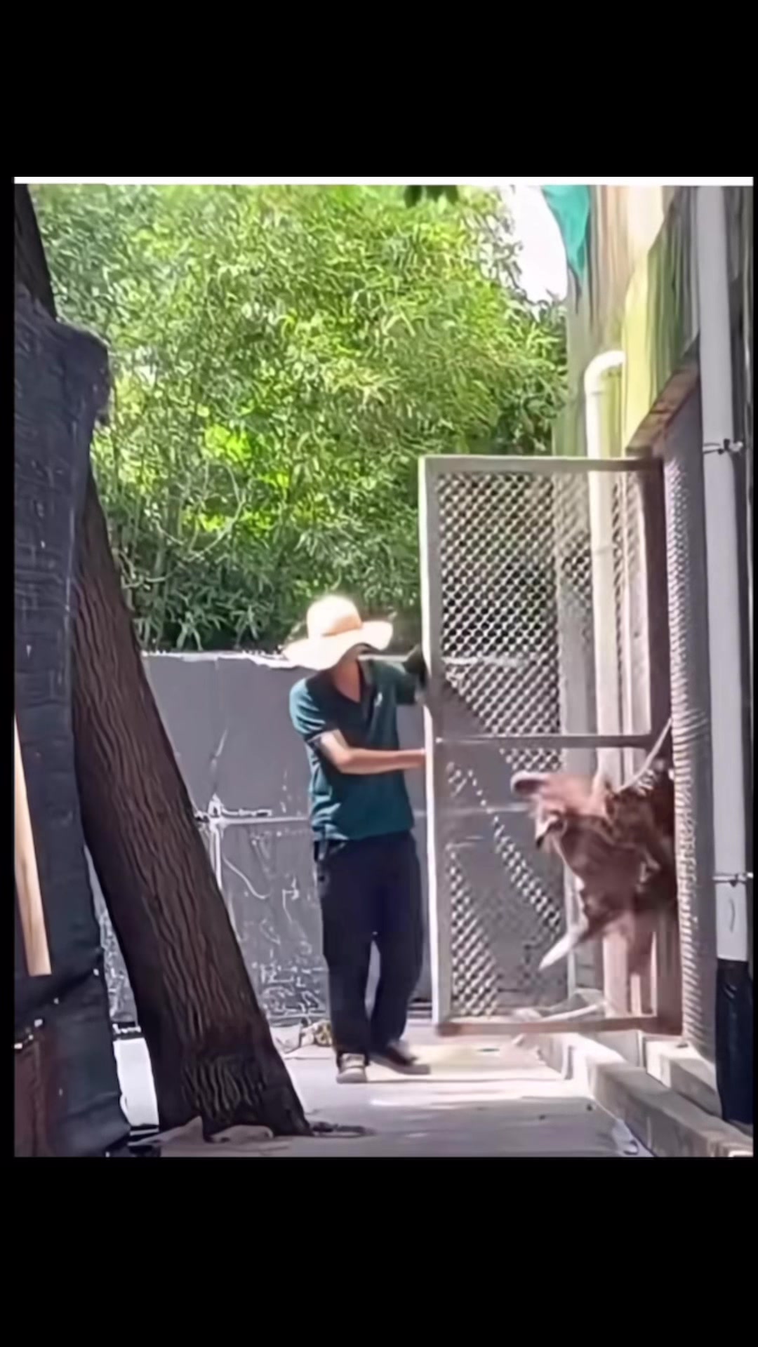 @Animal&ensp;Antics