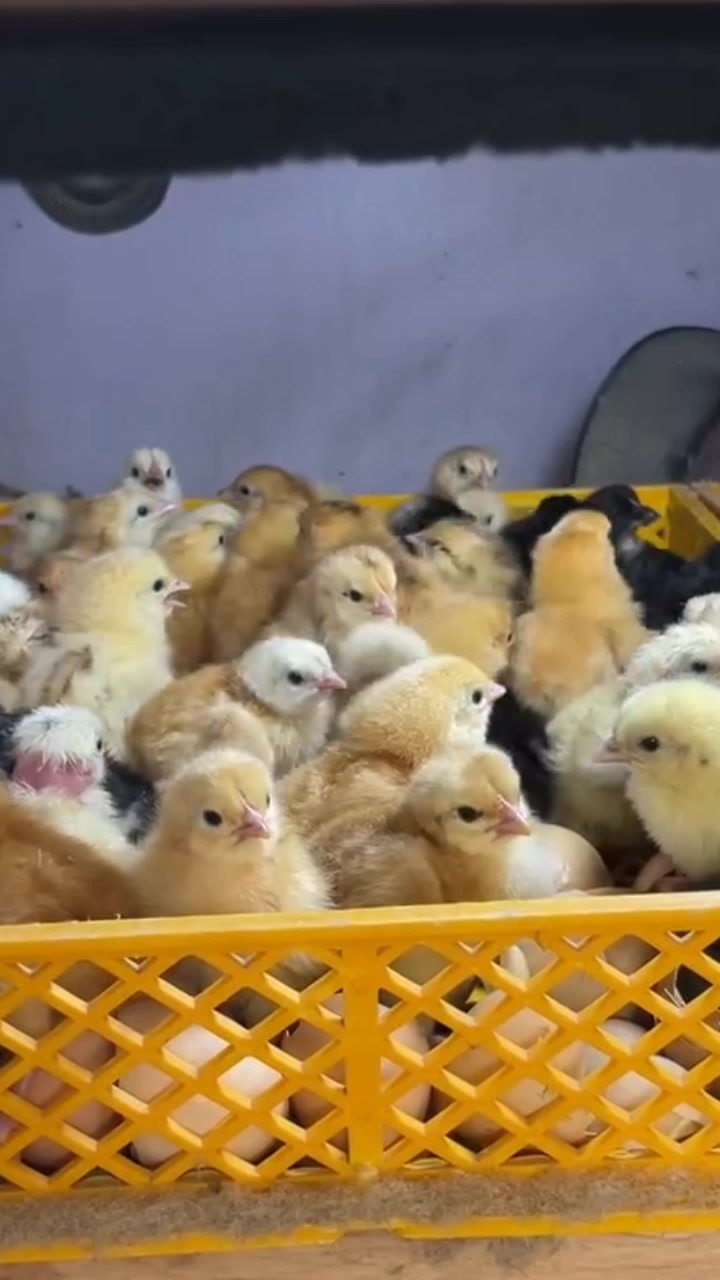 @NDIAYE-BREEDING 🐔