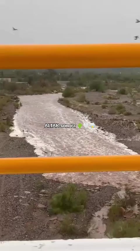 @SONORA🌵🤍👑✨️