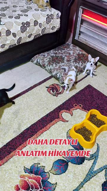 @🐕ŞHİVA MİNİK PATİLER🐕