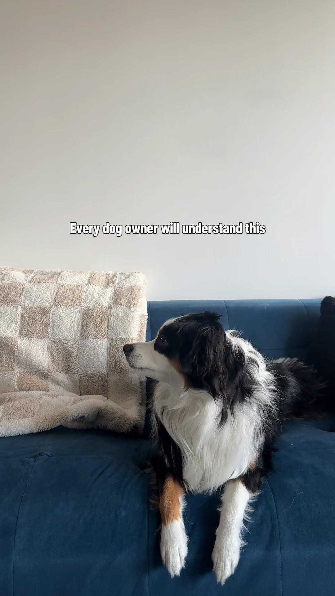 @Bonita.The.Mini.Aussie