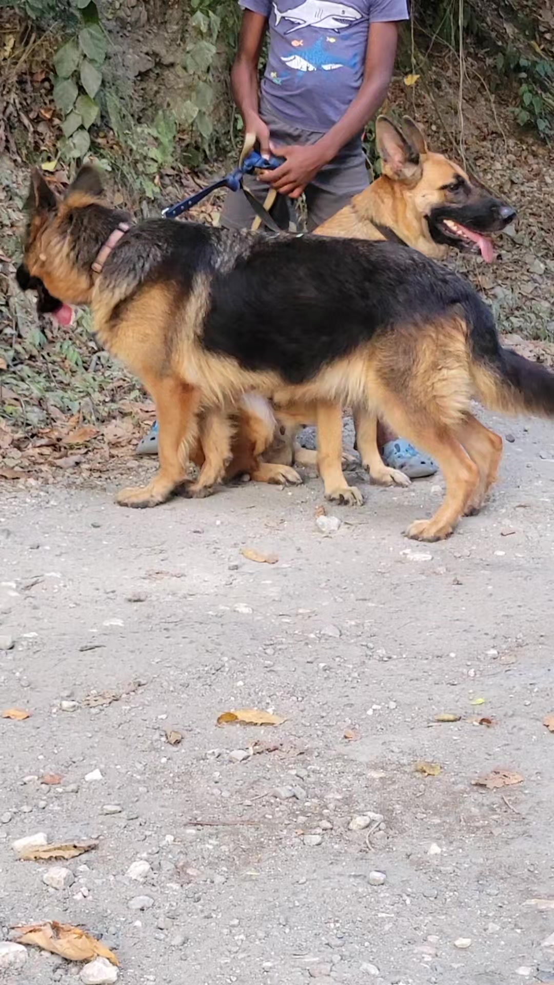 @machinesquad kennel
