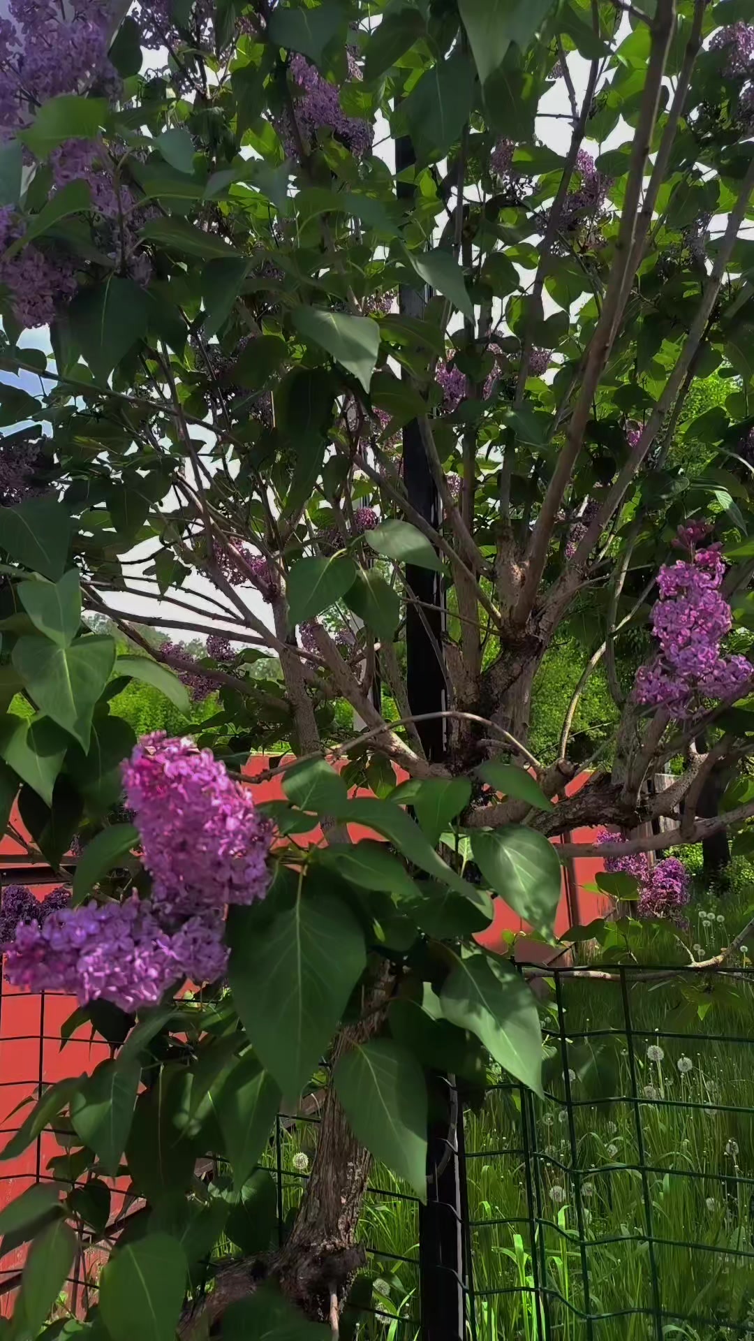 @Ілонеса