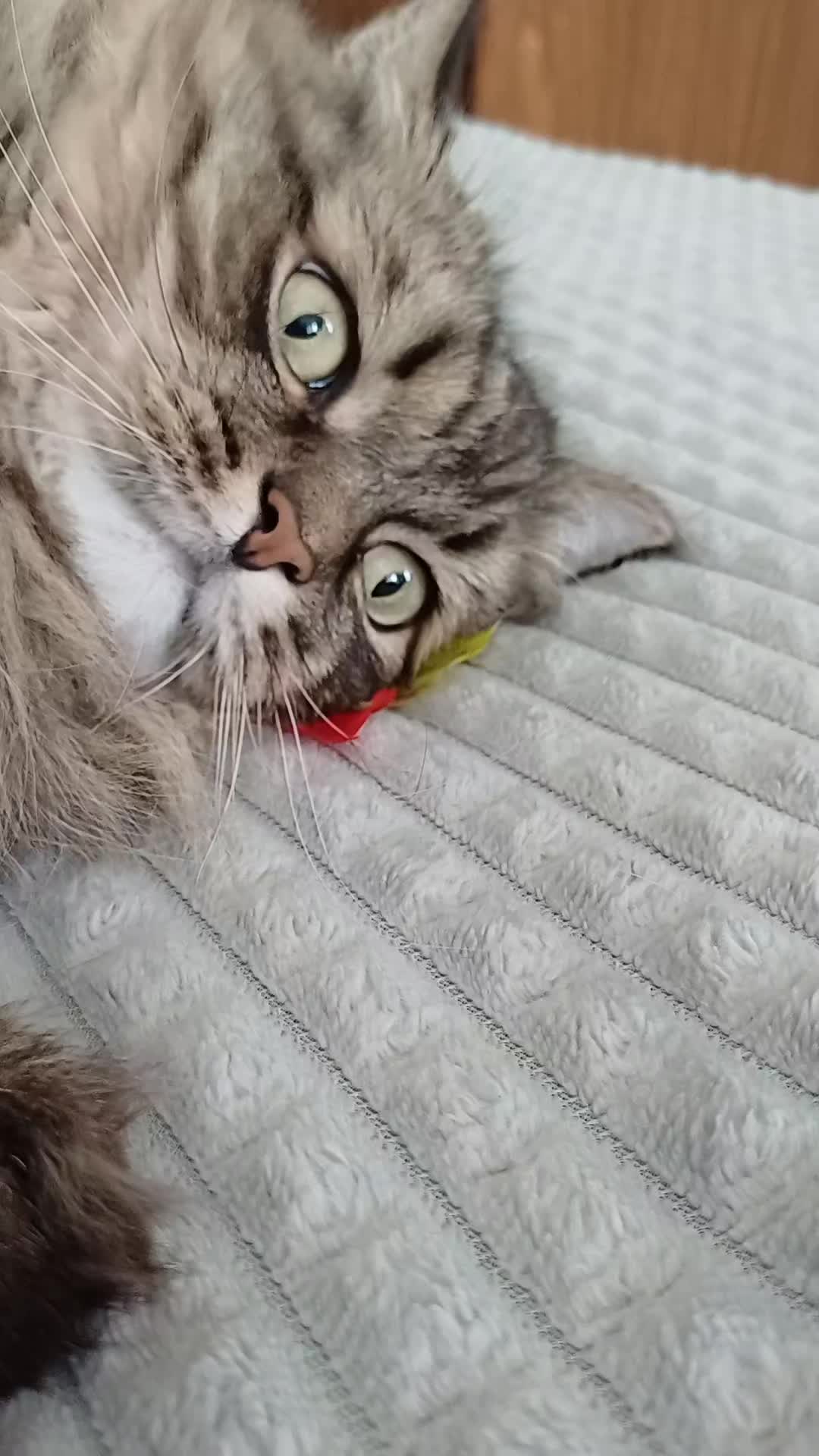 @cat_bayun_