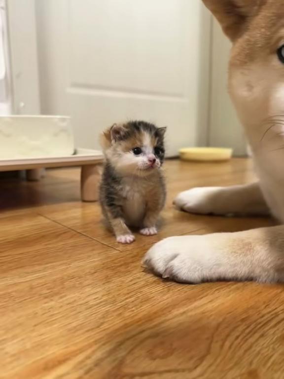 @catbosssss