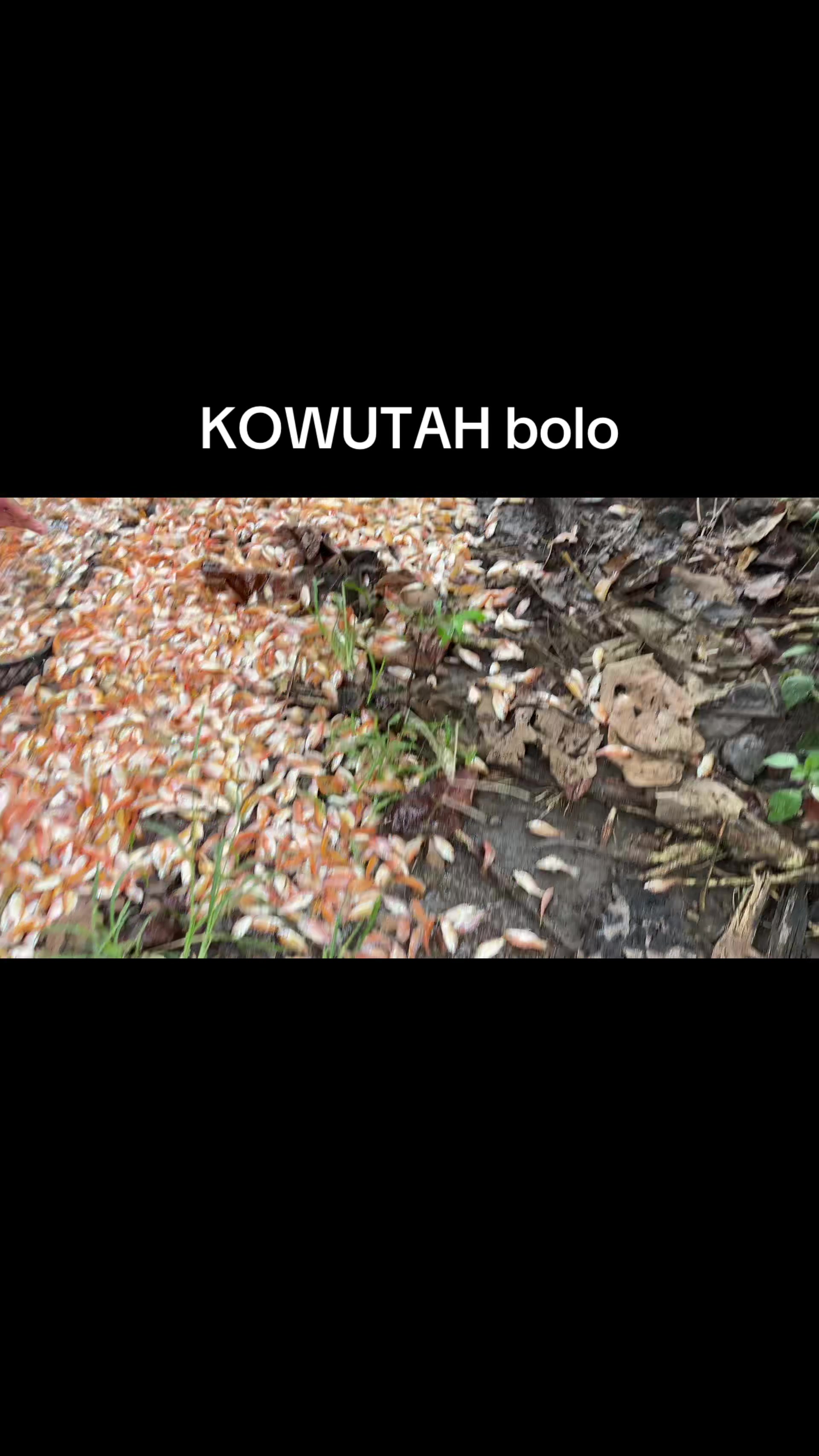 @Perikanan surowono