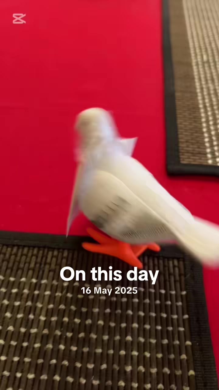 @to_bbler