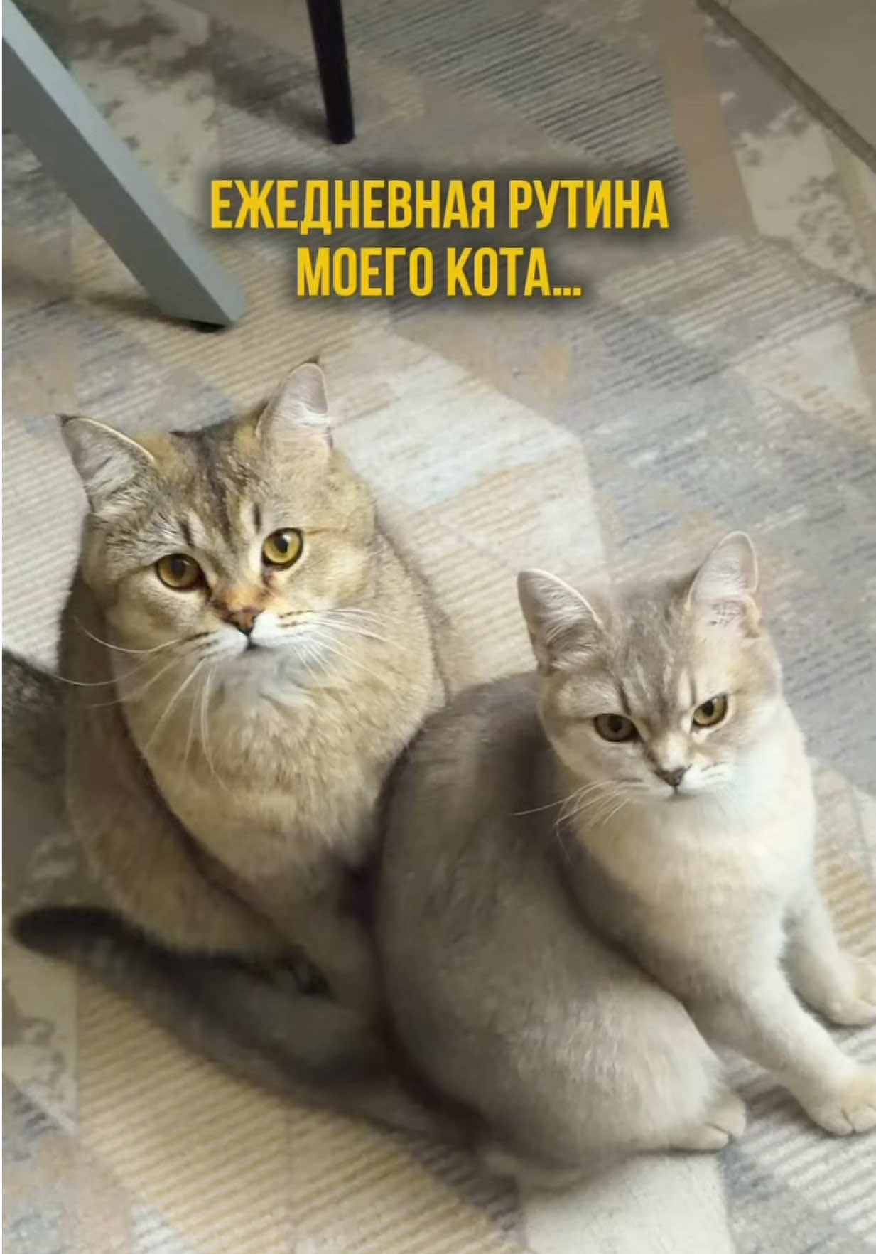 @котопапа
