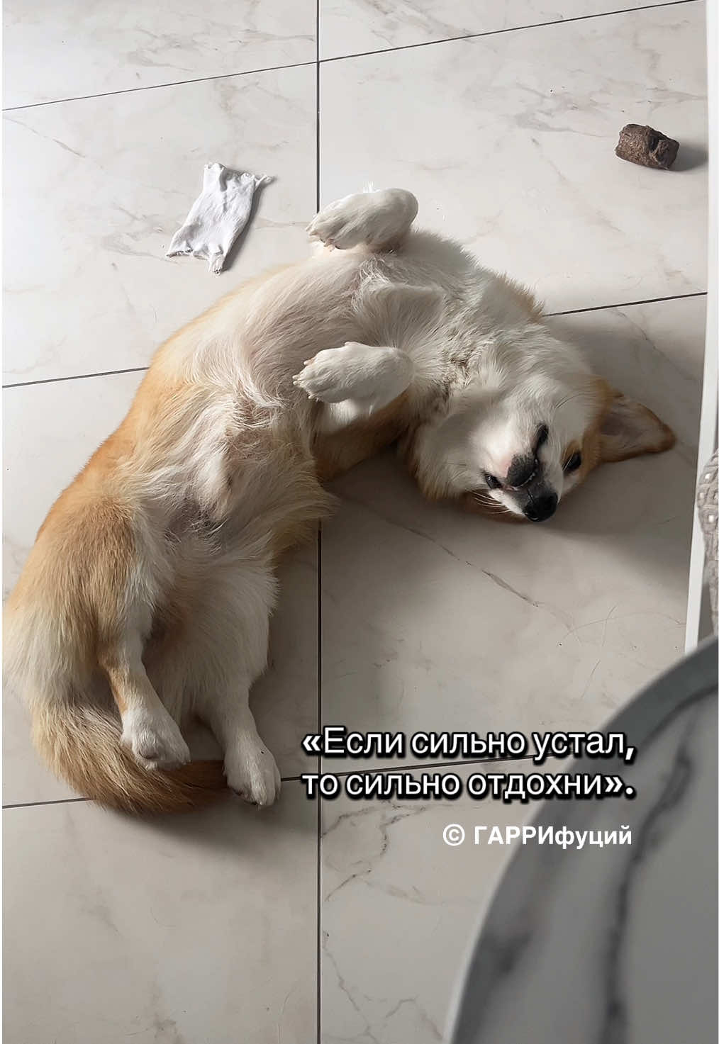 @corgimom.alntz