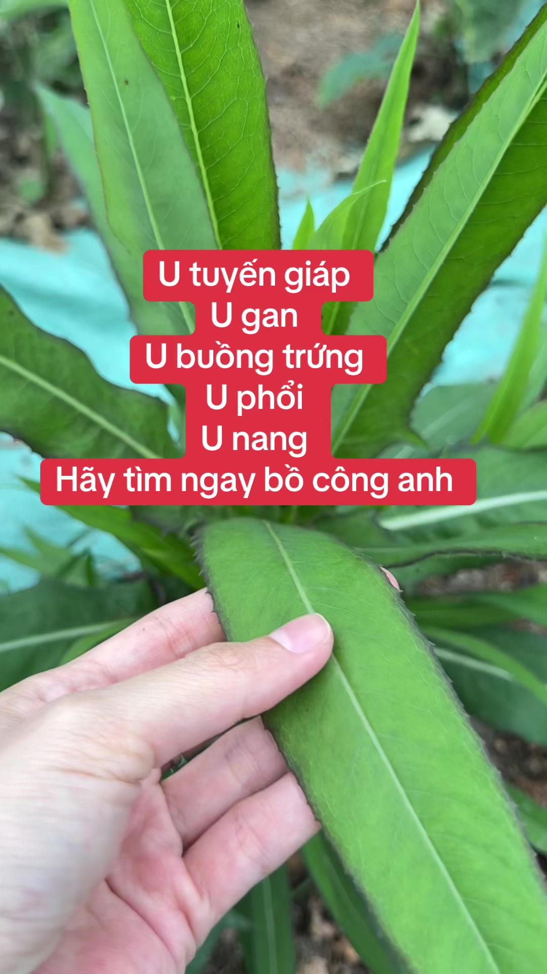 @suckhoevang98