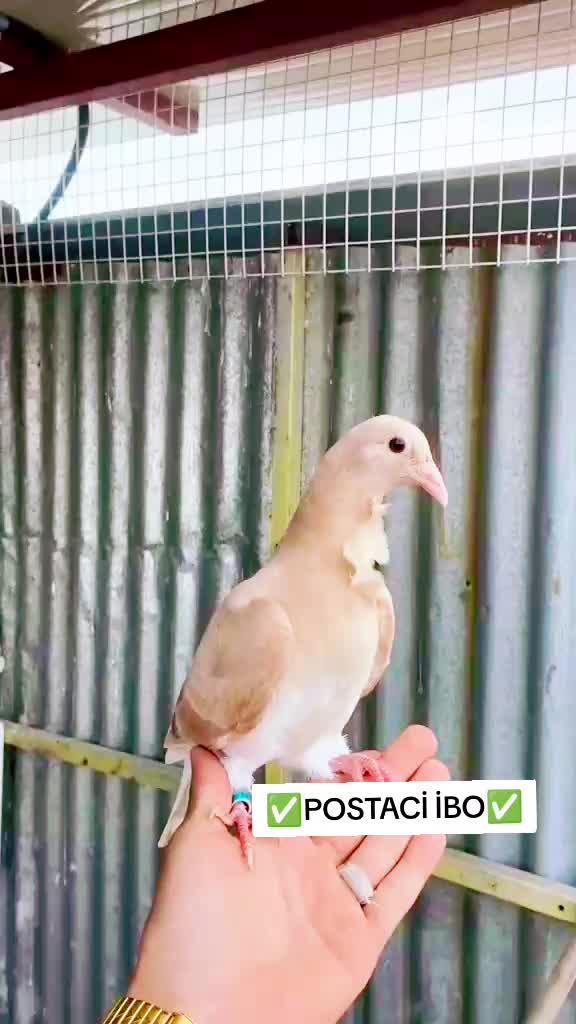 @🦜🦜POSTACI İBO TEKİN 🦜🦜