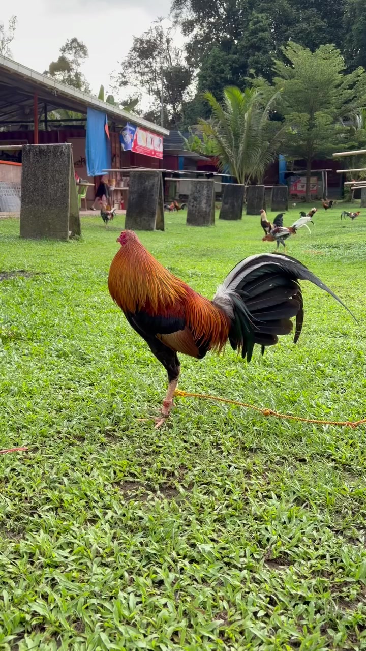 @Zoren ka manok tv