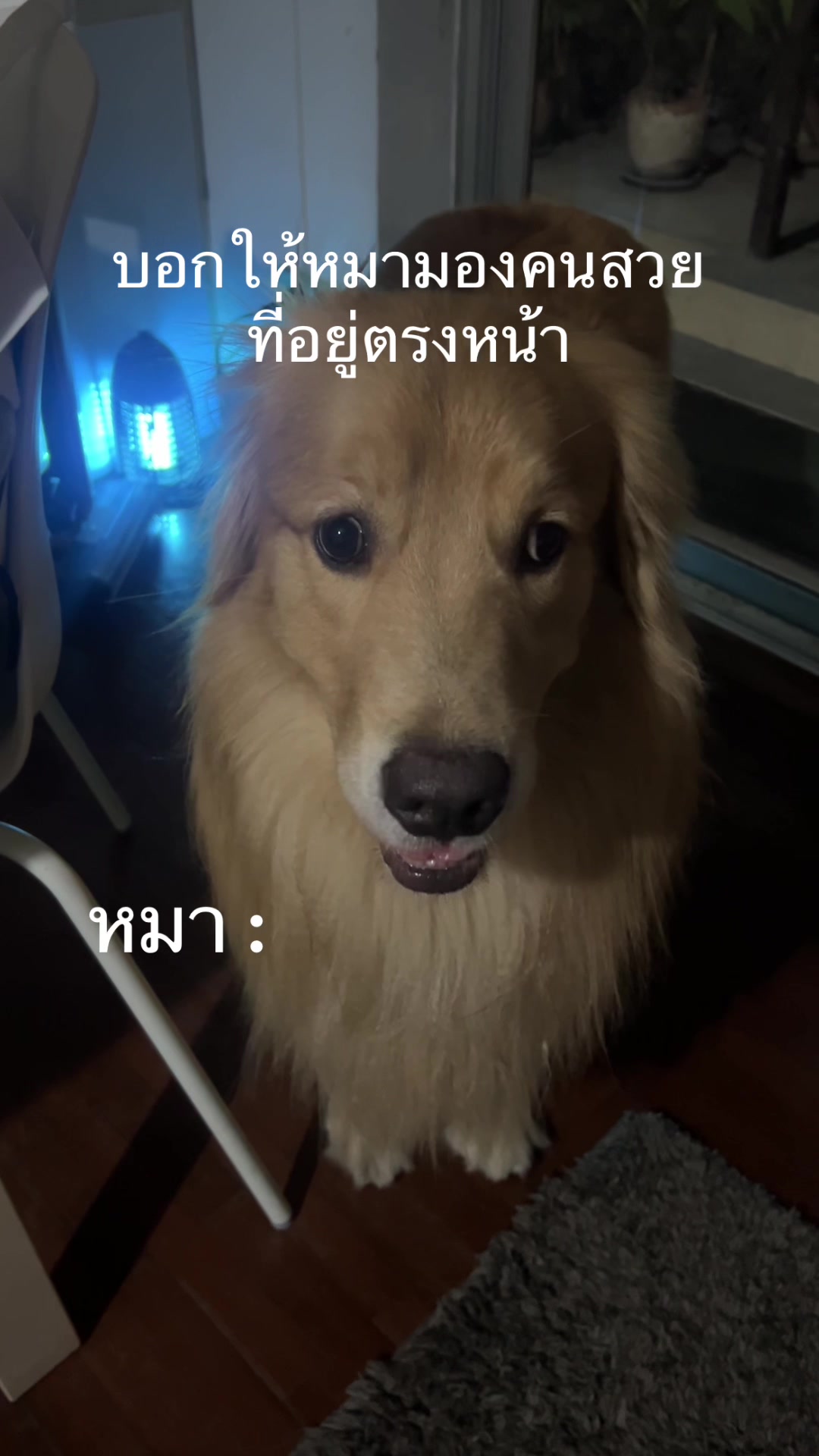 @ตินติน โกเด้นตาเหล๋