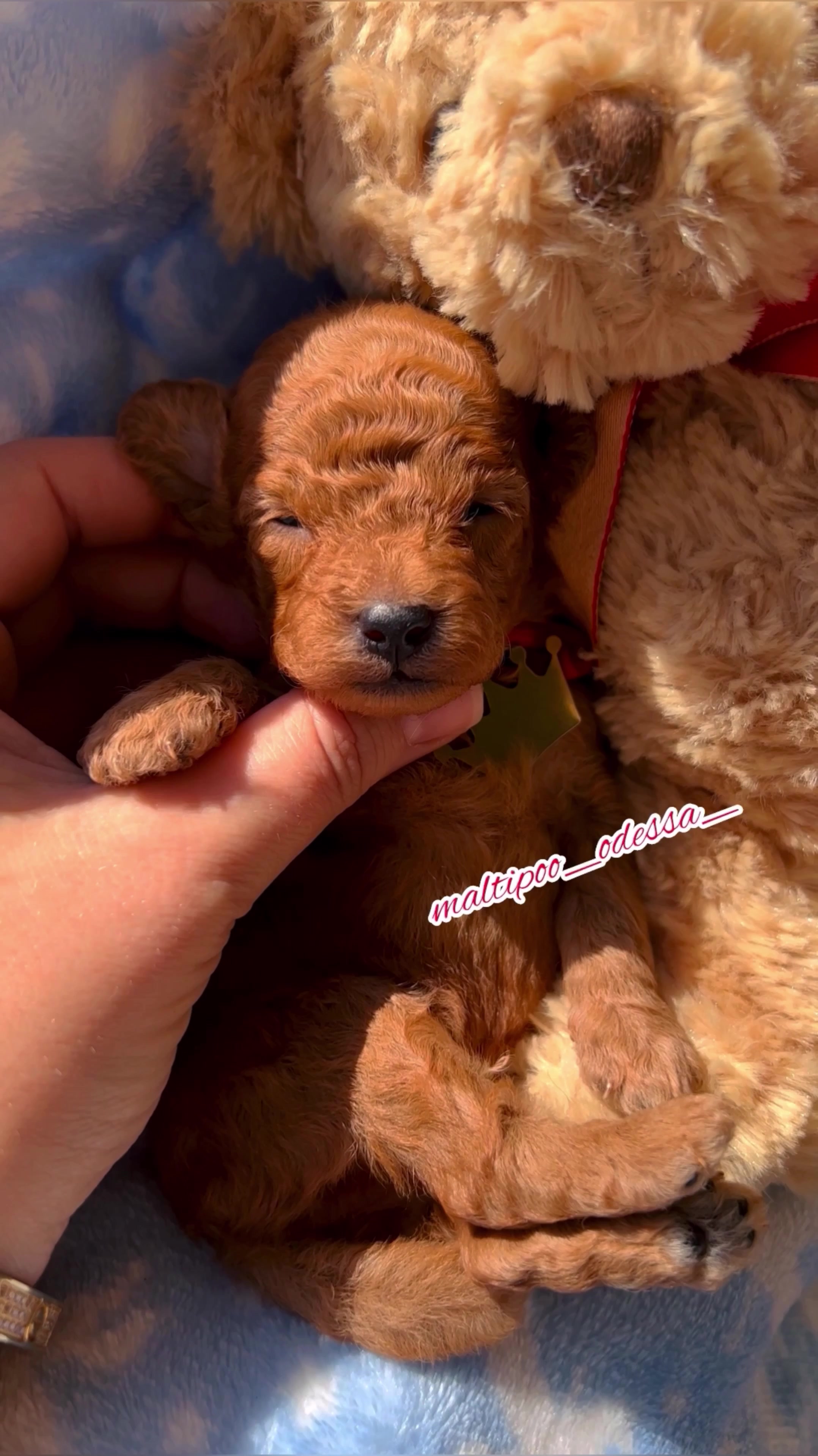 @maltipoo_odessa_