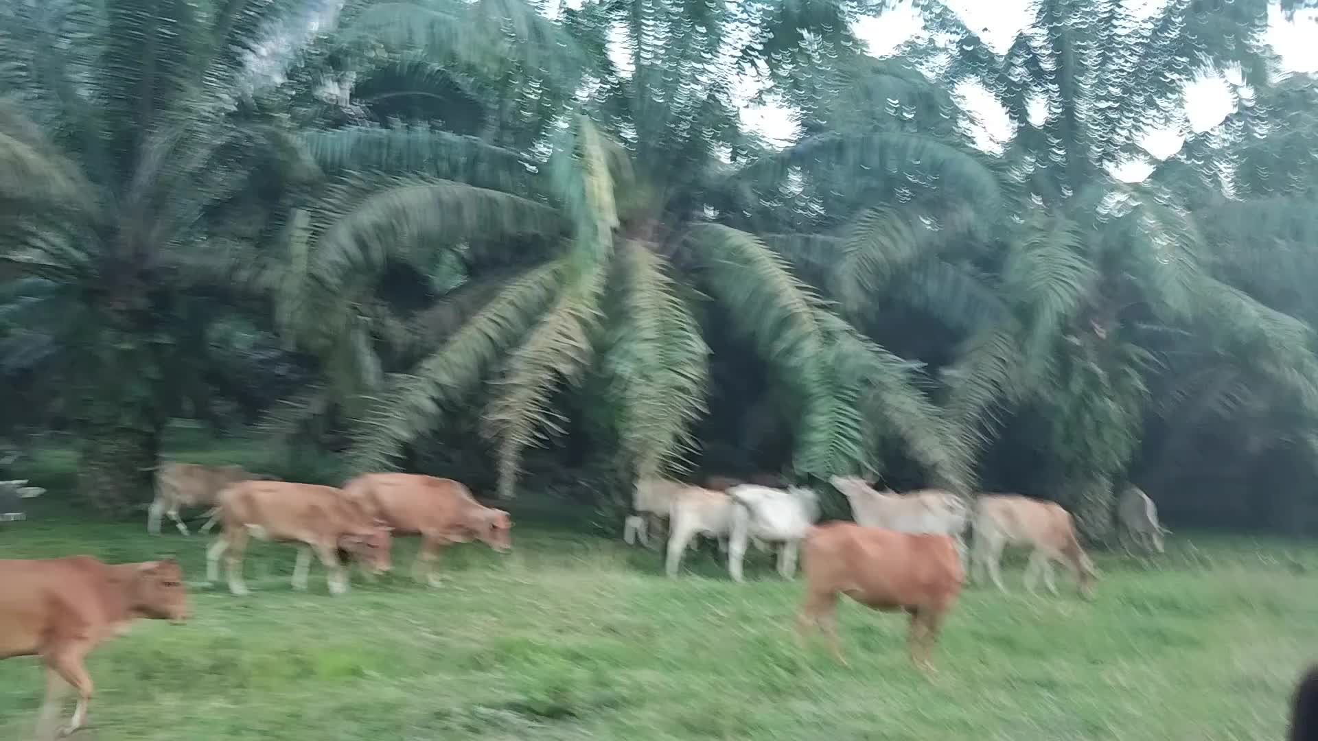 @Puva Akka