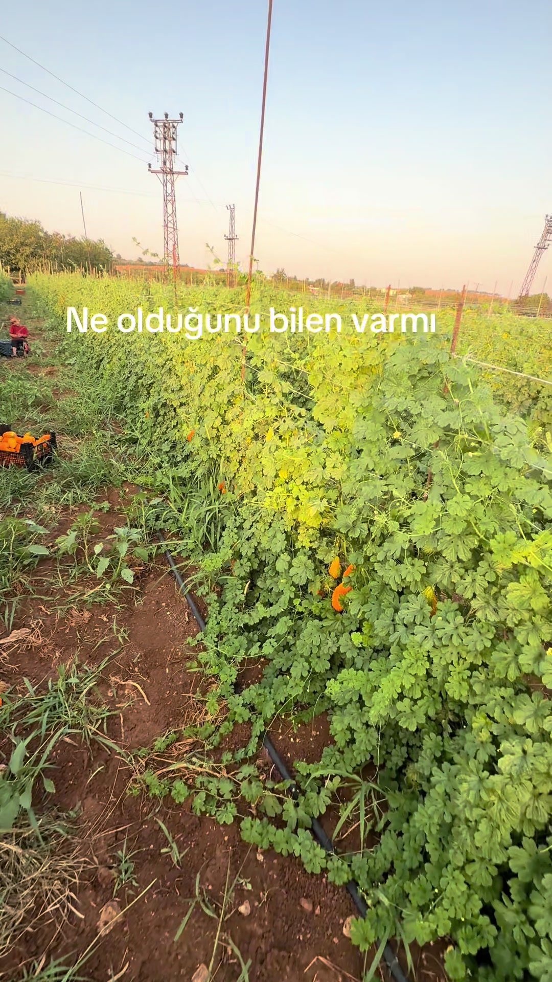 @Şahin Bezlek