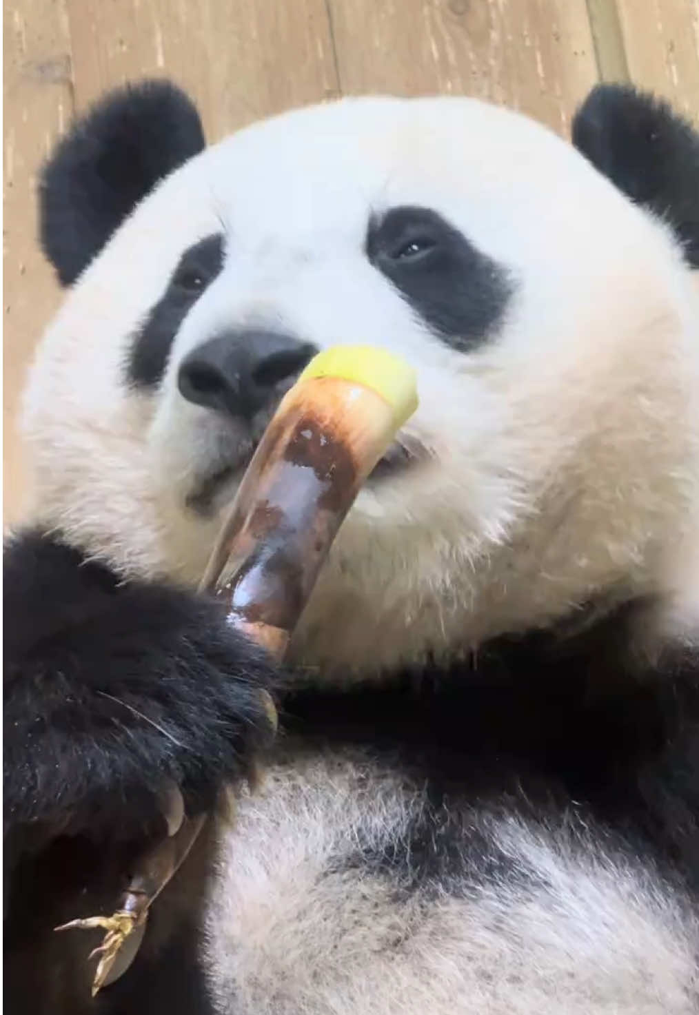 @熊猫妹珠🐼