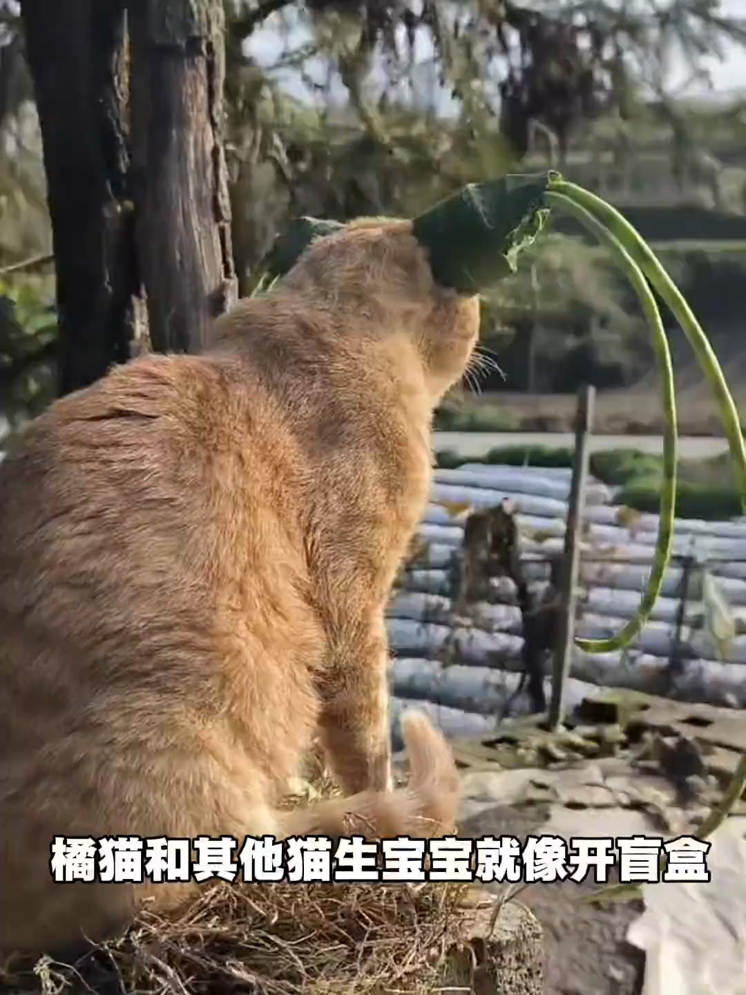 @平凡無奇