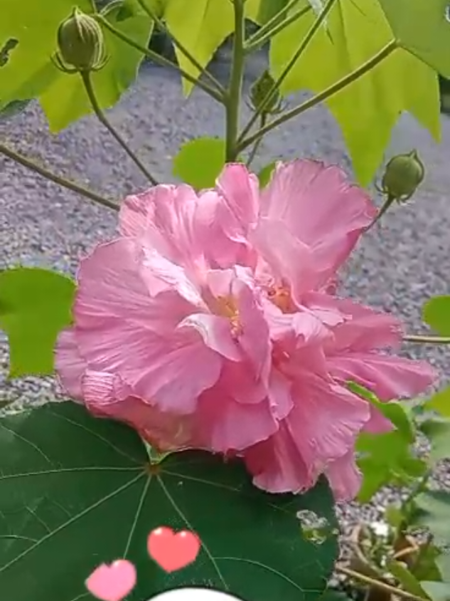 @๐ธ๊งโก๏ธโ๐๐๐7๐๊ง๐ธ