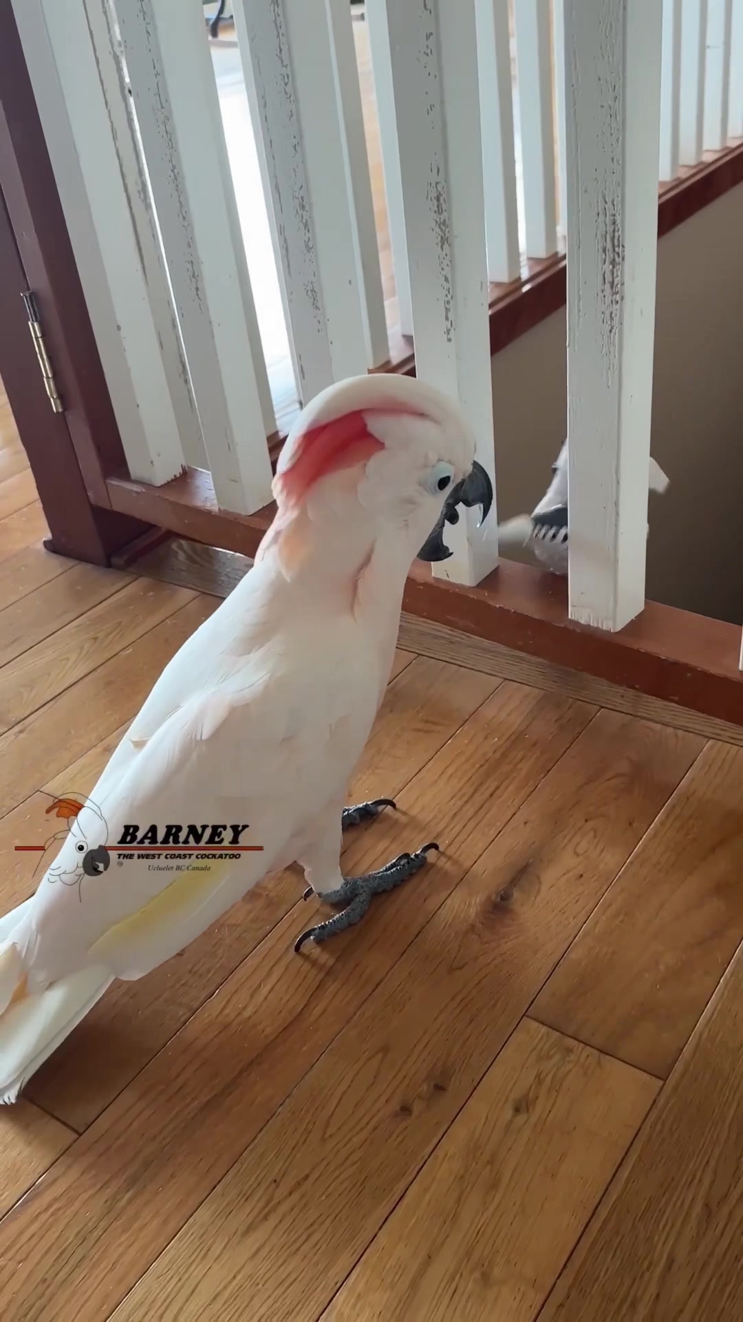 @Barney the West Coast Cockatoo