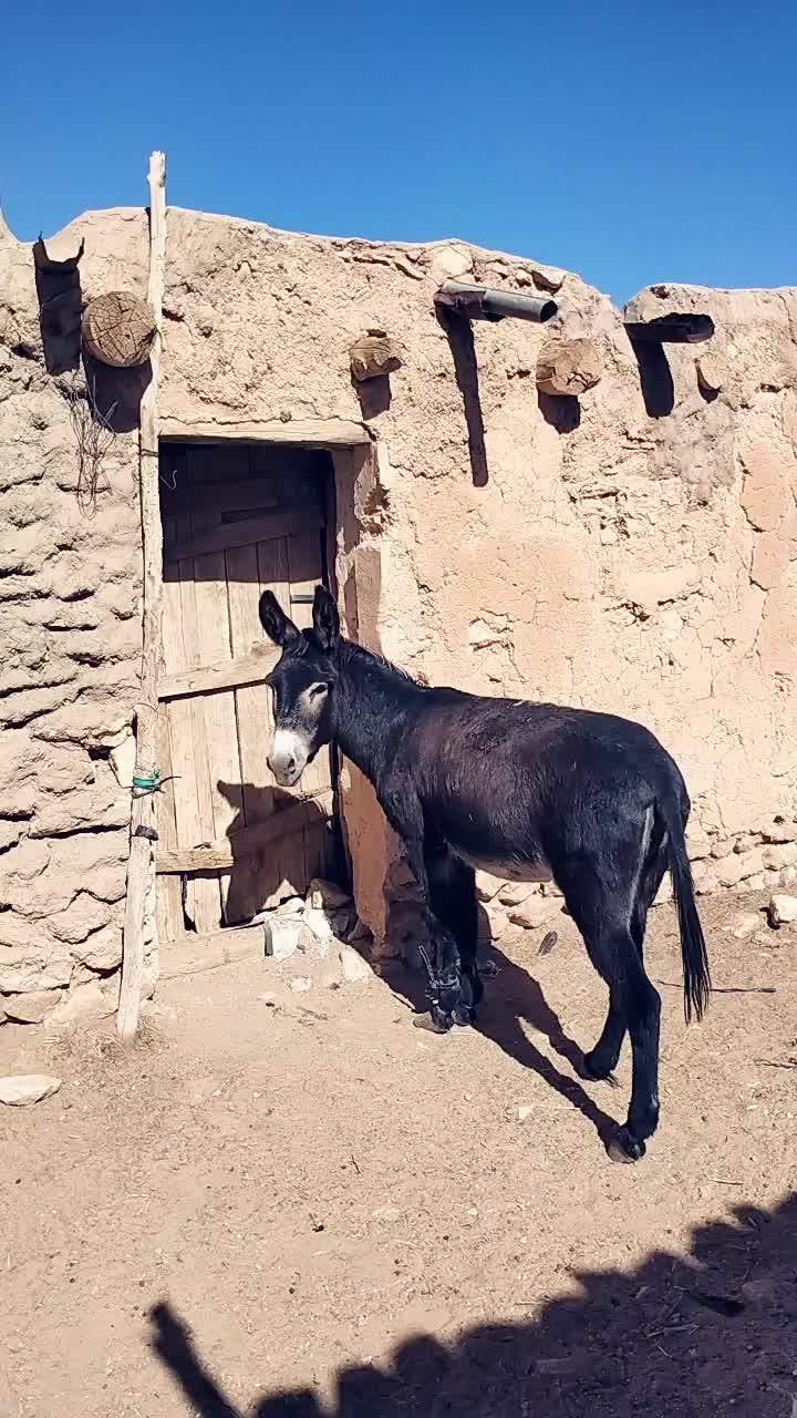 @ايوب جونيمار