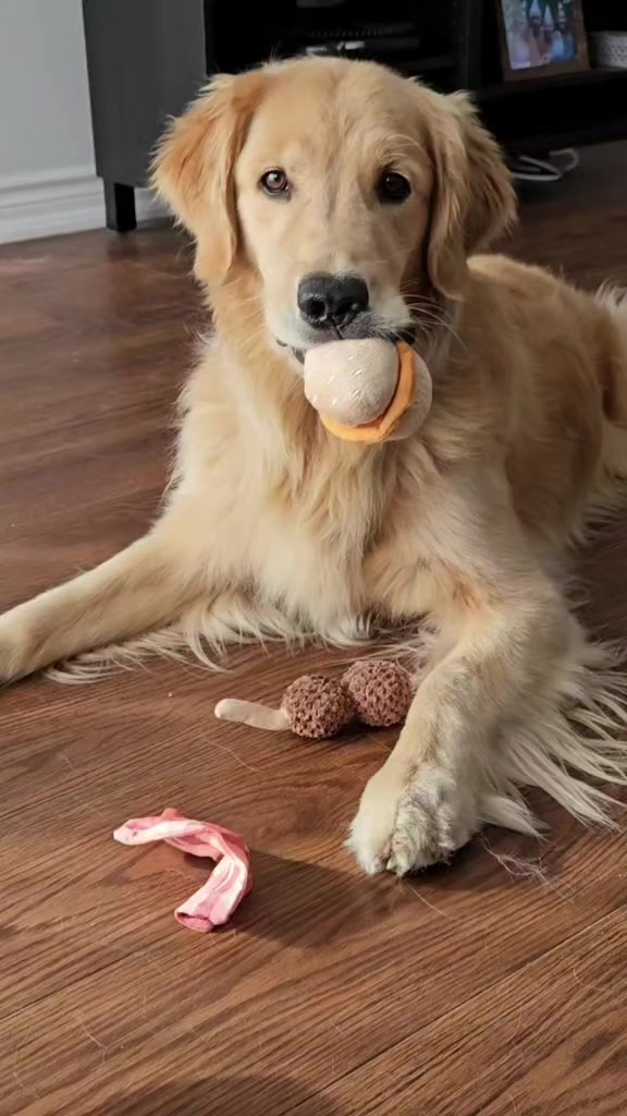 @🐶Griffin