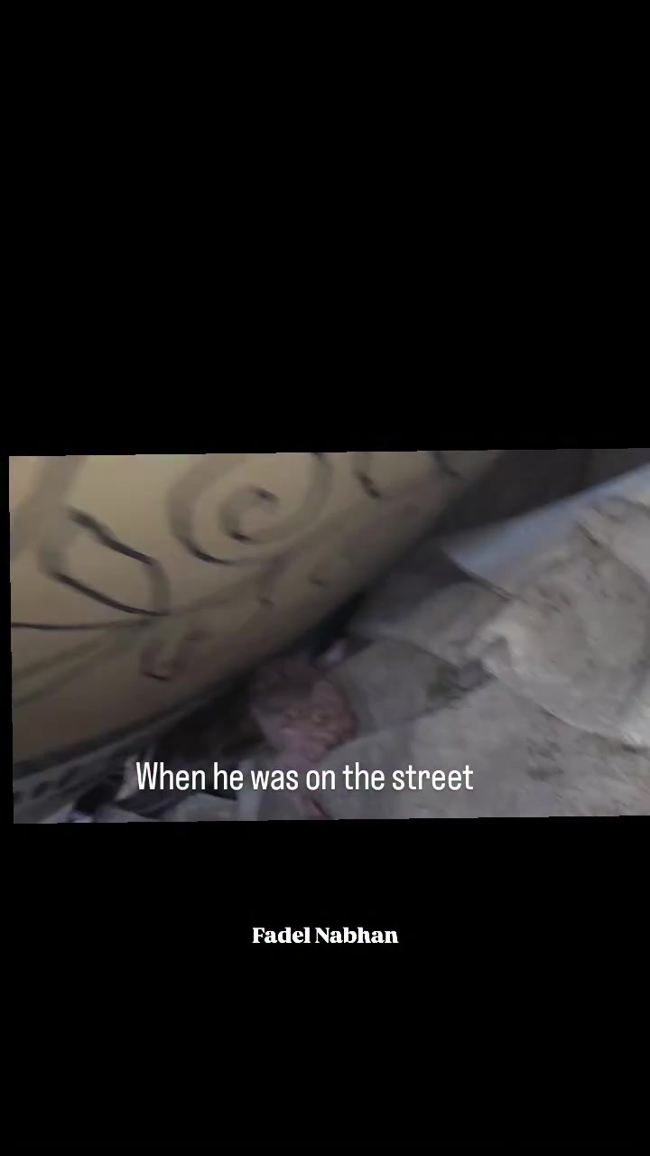 @Gaza Animal Rescue