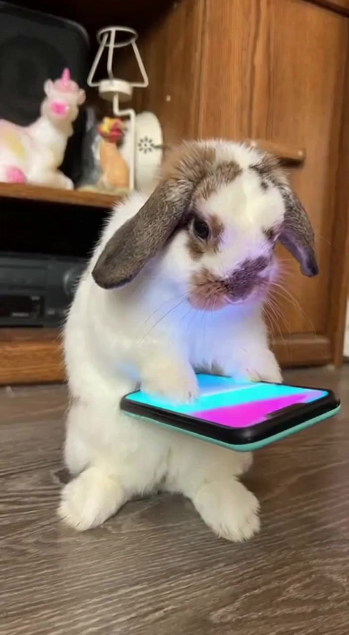 @Mrdivaandgizmoandfriends
