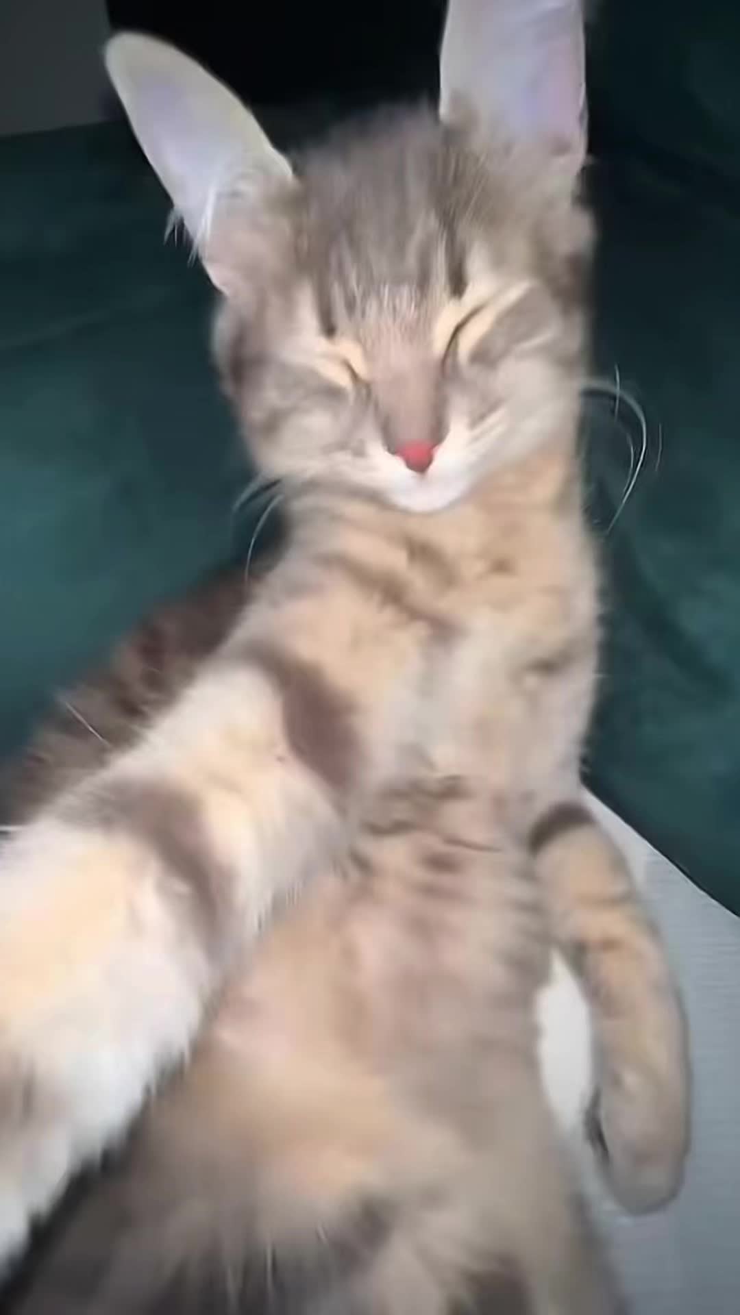 @𝗖𝗔𝗧𝗦