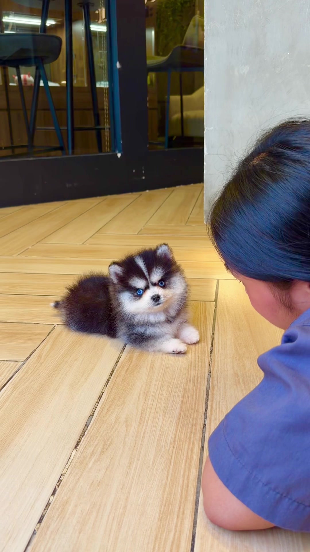 @JC Dog Republic