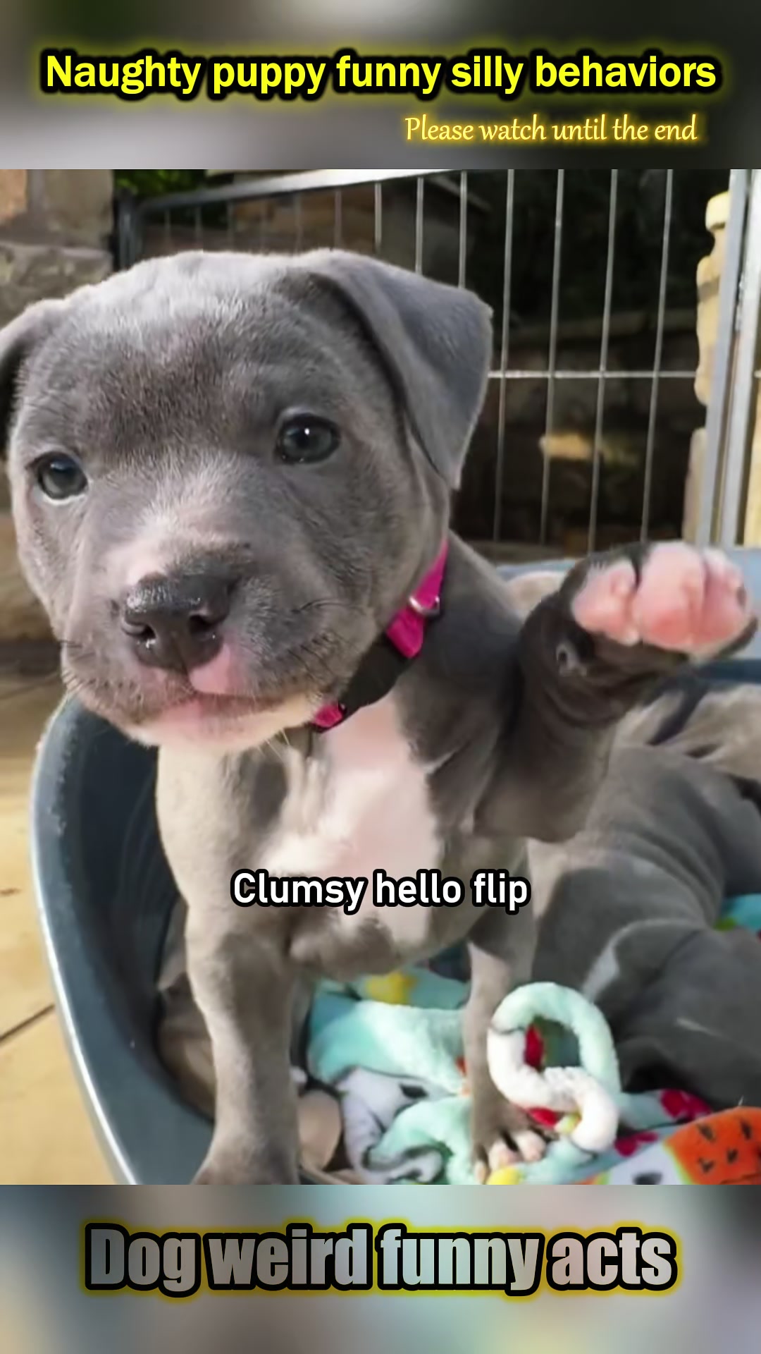 @pet.funny799