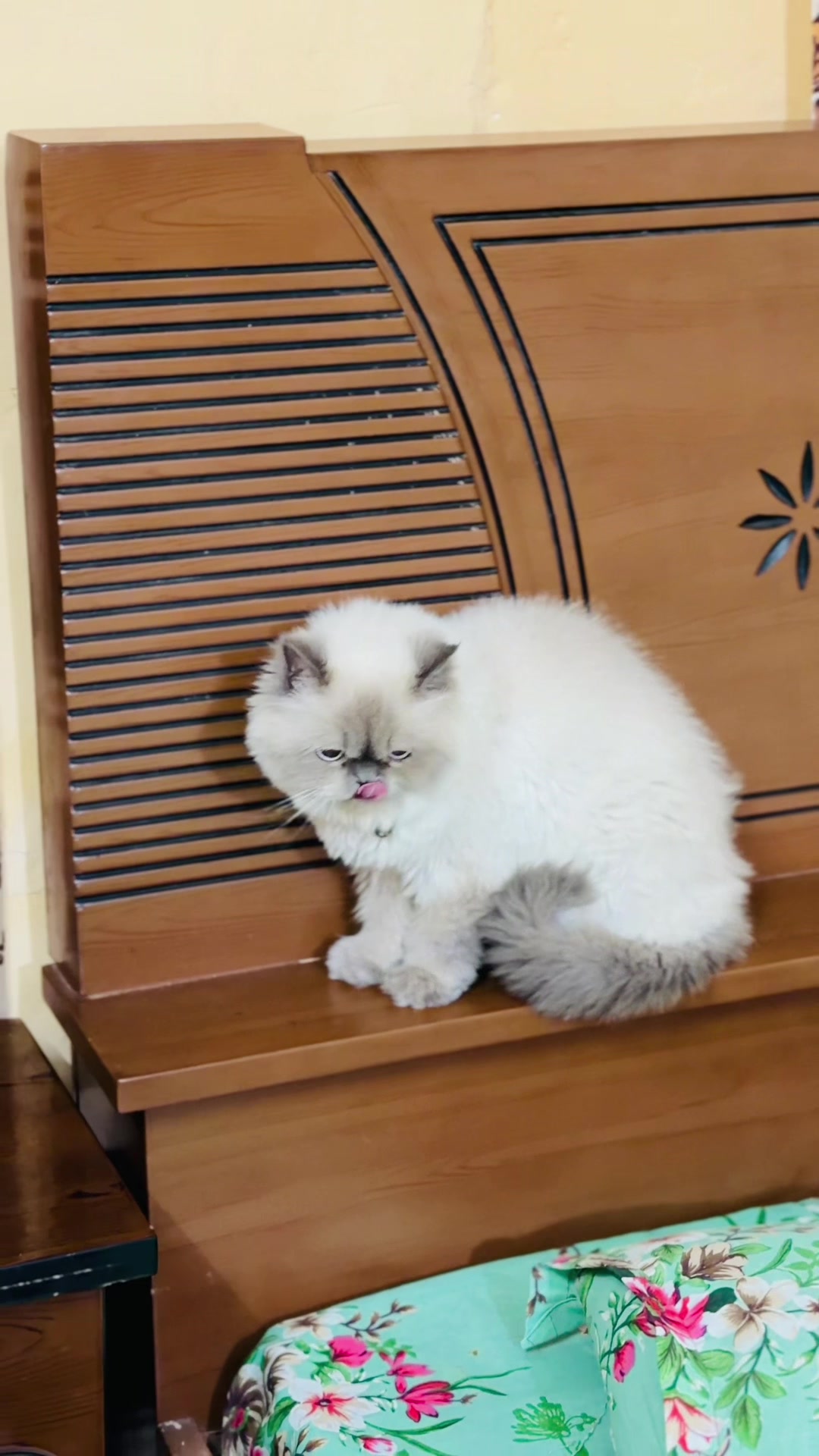 @Persian Cat Society❤️&zwj;🩹