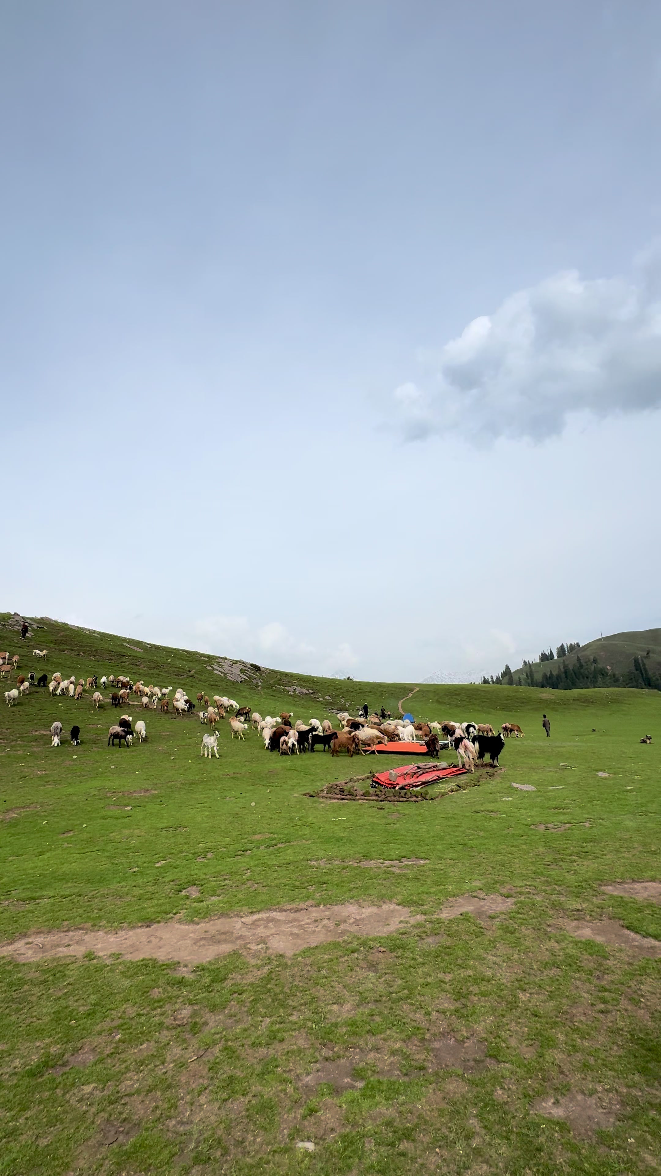 @Shogran Vibes