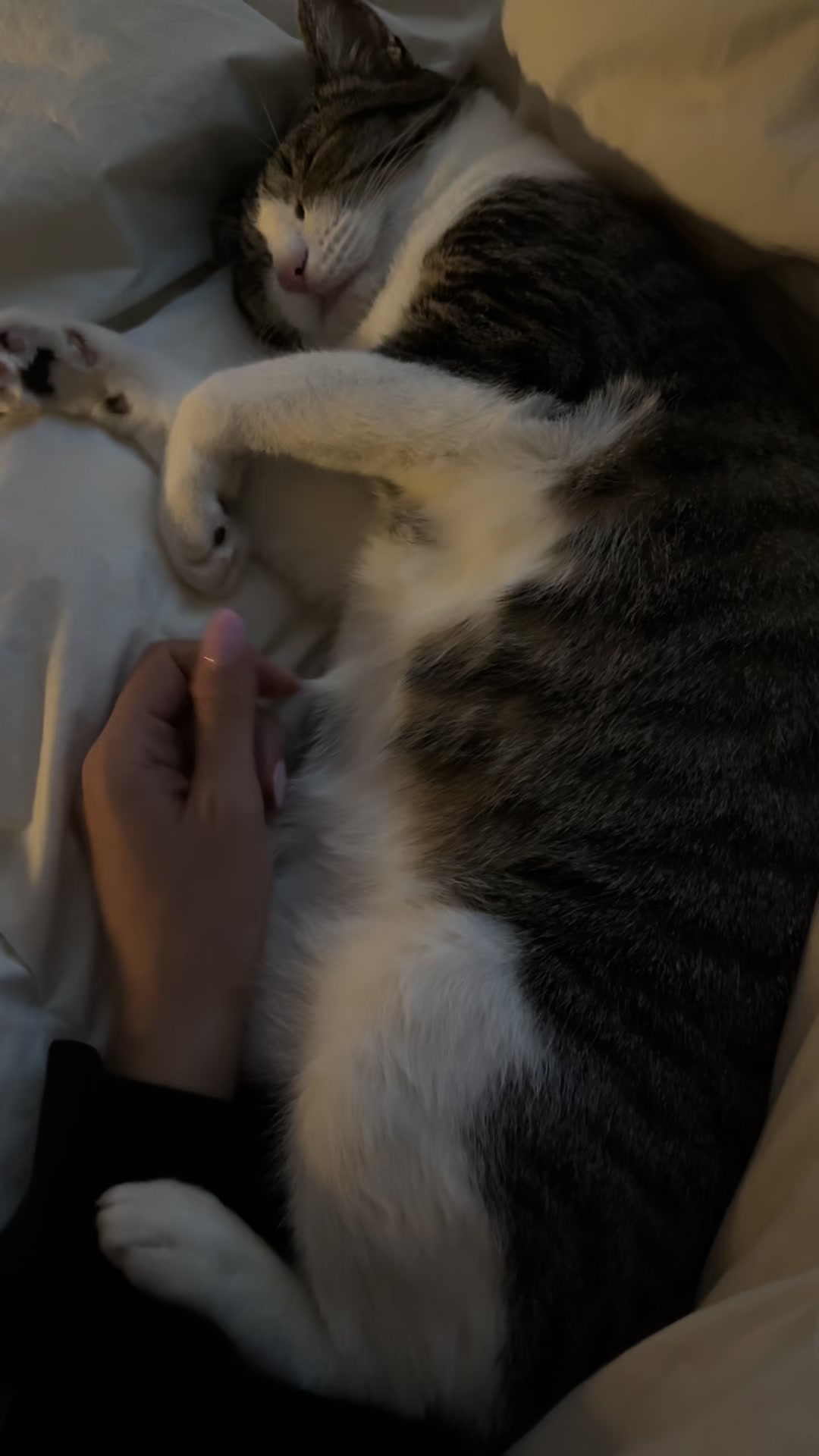 @MimitheNapcat