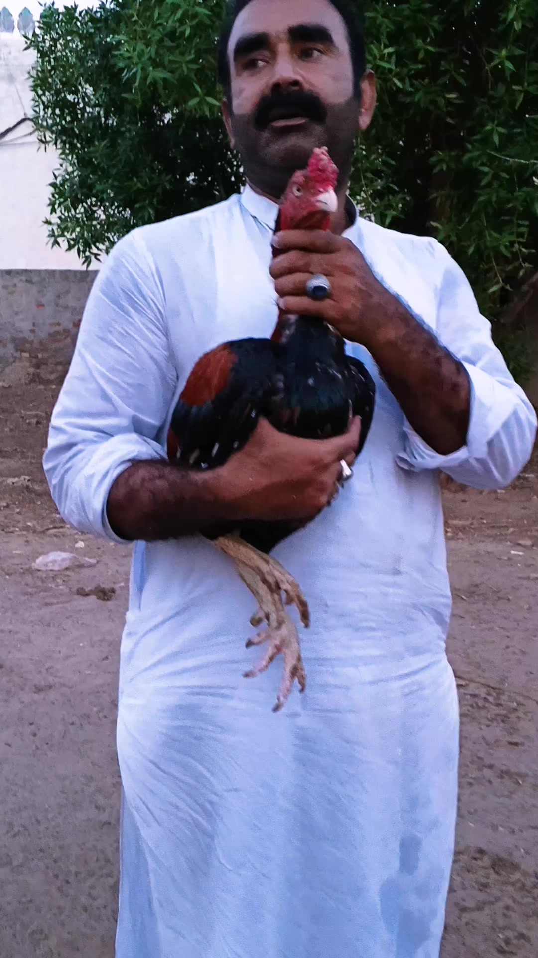 @Gillani Aseel Club