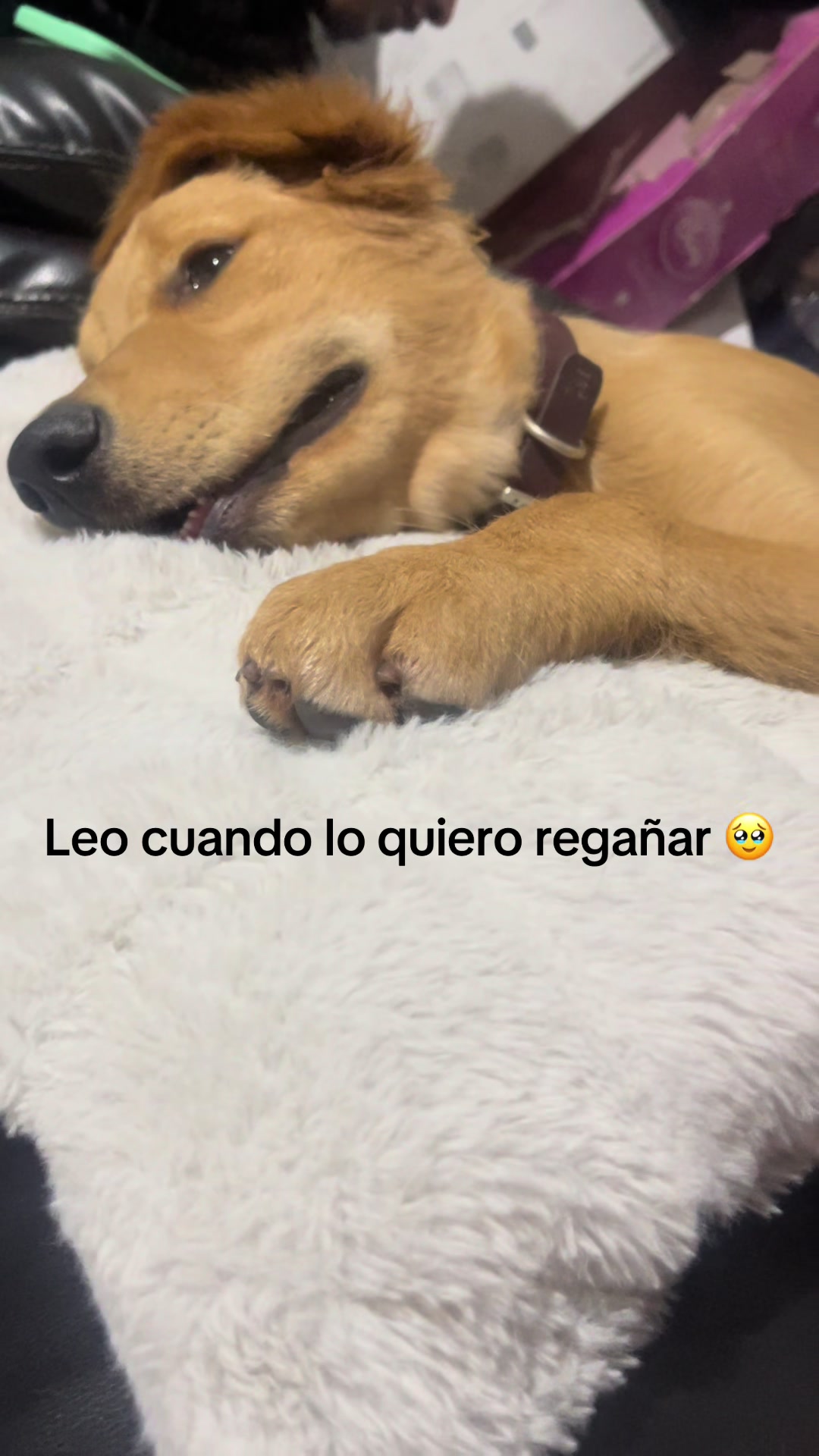 @Dog’s life 🐕