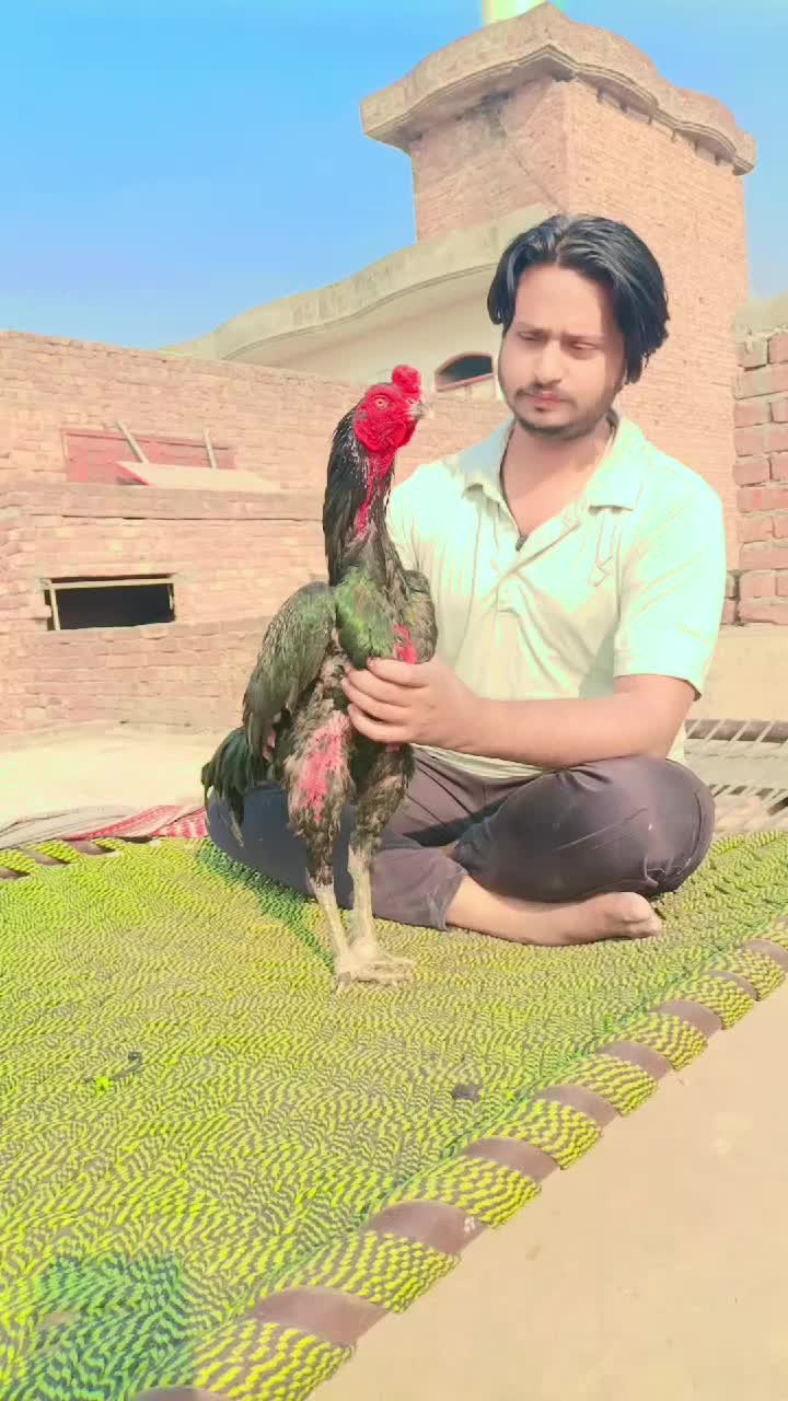 @Royal birds