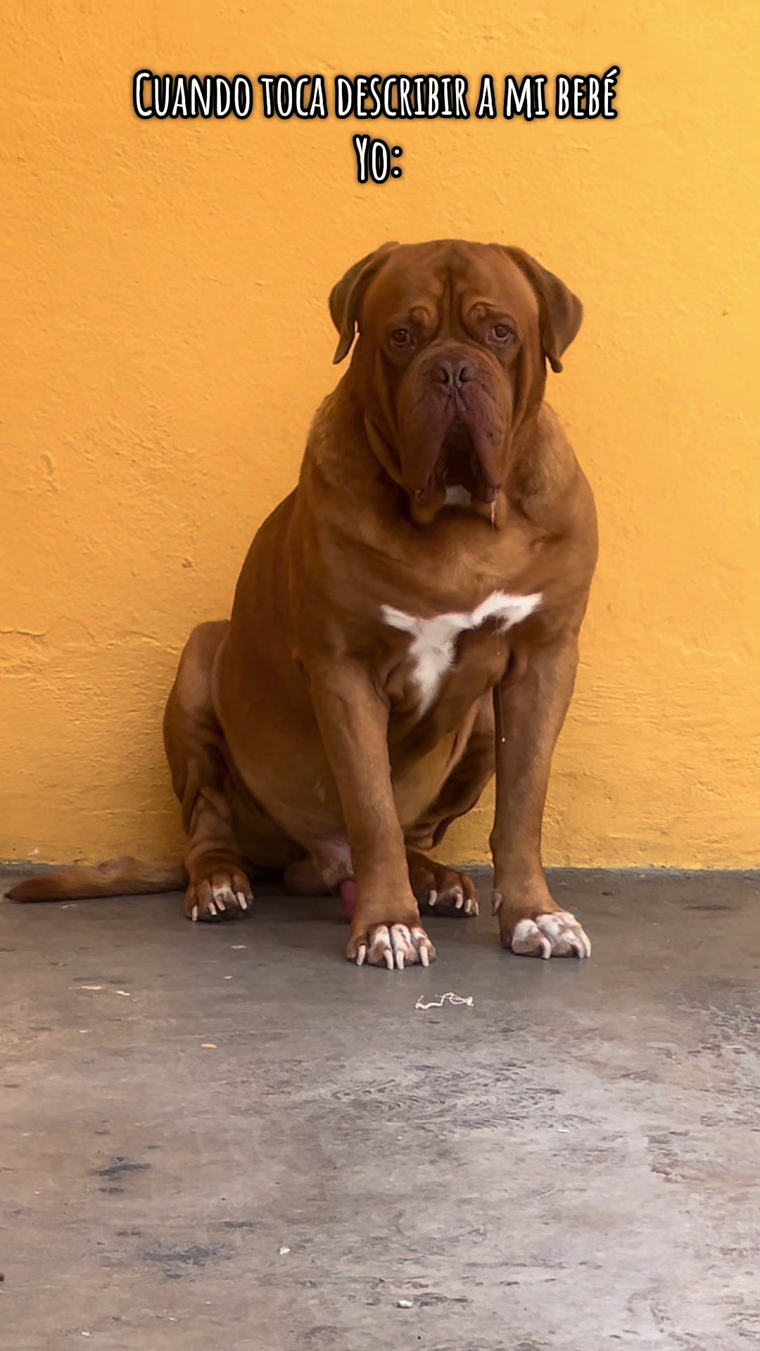 @Gaston el cachorro