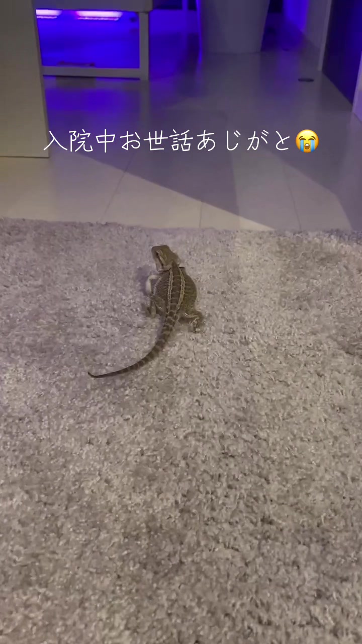 @入院中ハナチャン🌝🟡🟠➿