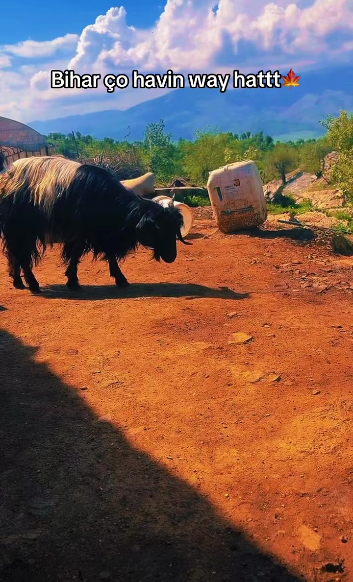 @ŞİYAR ✪