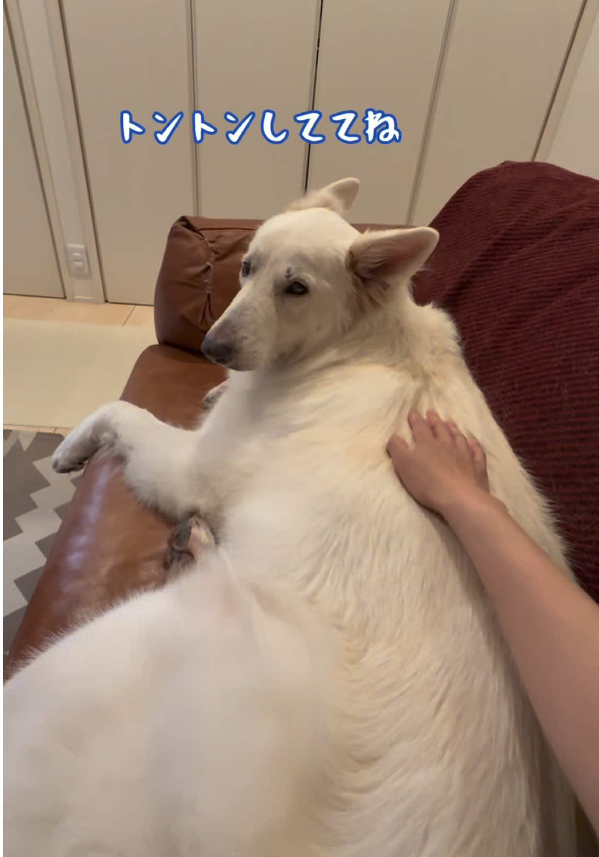 @leo