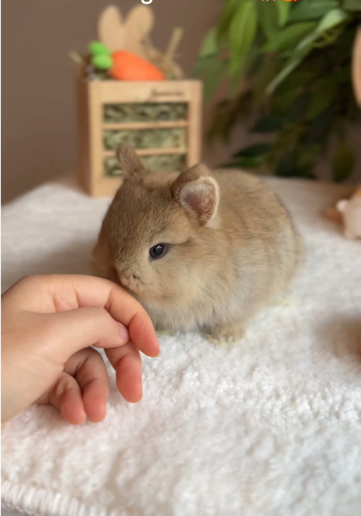@Fluffy Bunny Orlando