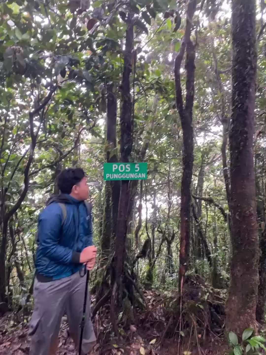 @avaii