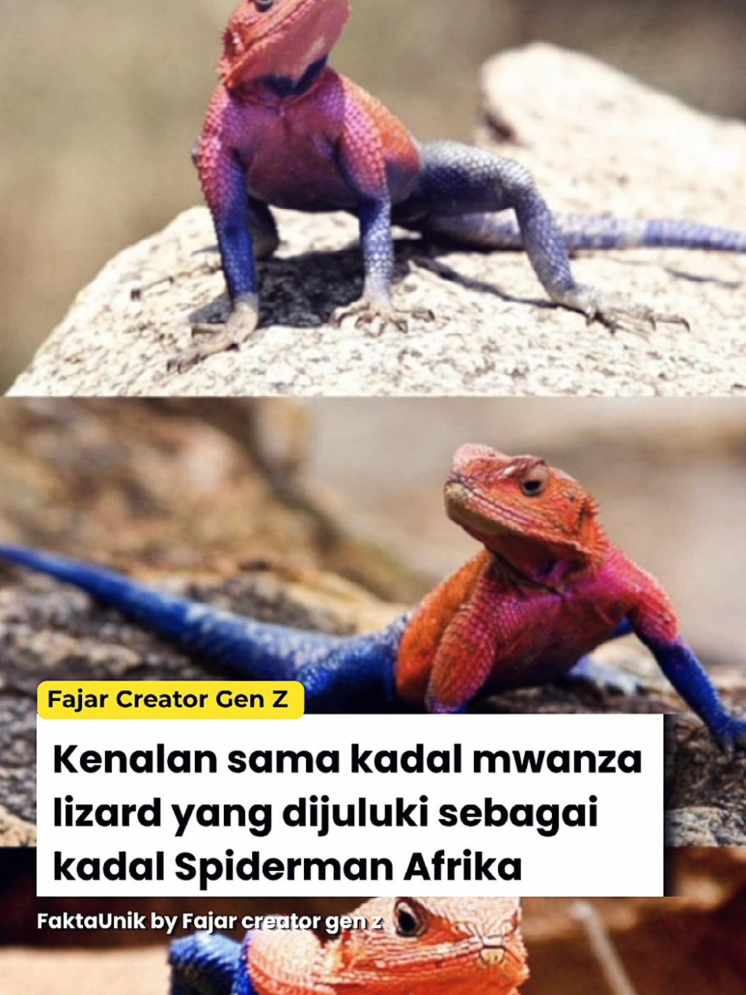 @Fajar | Creator Gen Z⚡