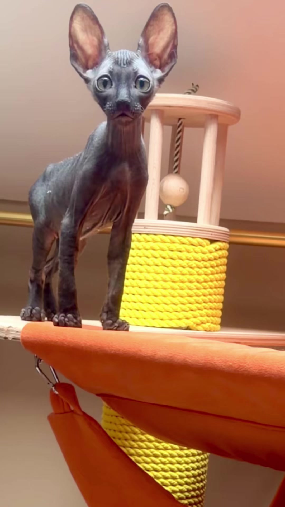 @patimolli_cattery